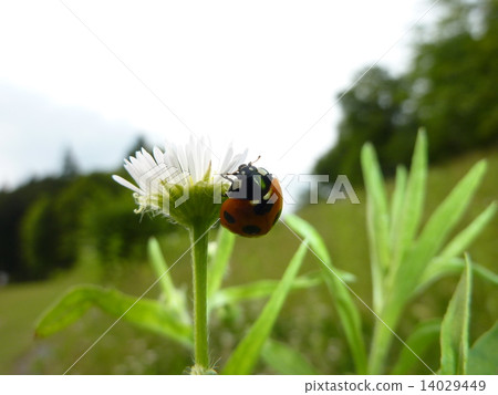 Ladybug of the plateau 14029449