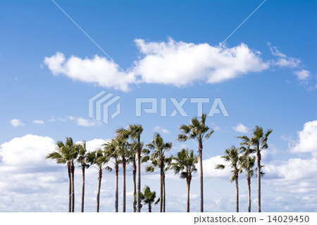 華盛頓棕櫚樹和樹和天空行 14029450