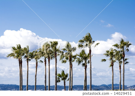 Washington palm trees and rows of trees and sky 14029451