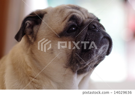 Pug 14029636