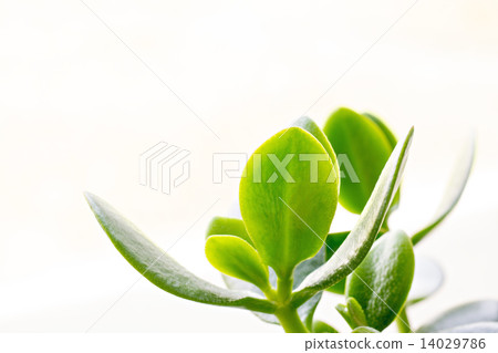 Green crassula Green crassula 14029786