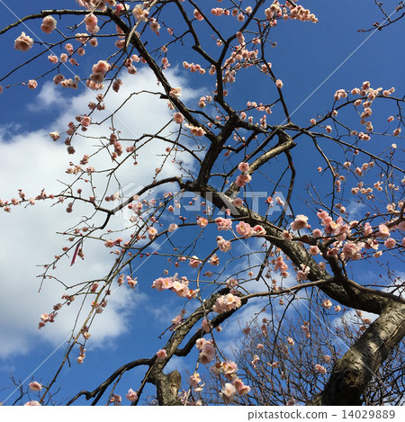 李子和藍天 李子和藍天 14029889