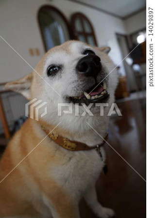 微笑Shiba Inu 微笑Shiba Inu 14029897