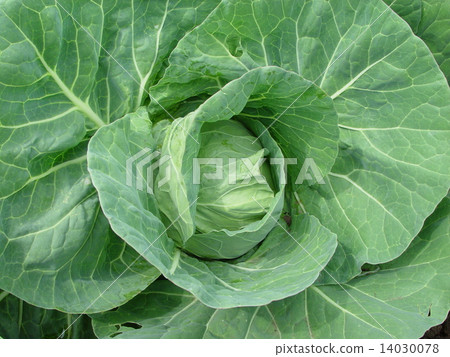 Farm cabbage 14030078