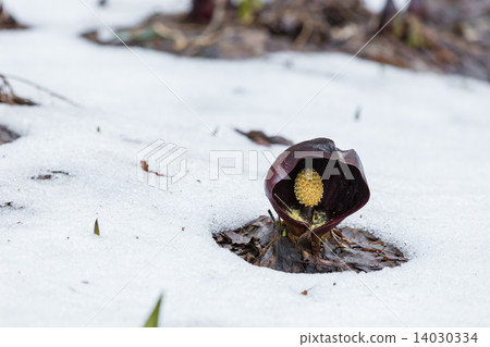 米糠 米糠 14030334