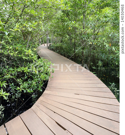 Wood bridge in mangrove fores 14030468