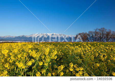 Rape flower landscape Rape flower landscape 14030506