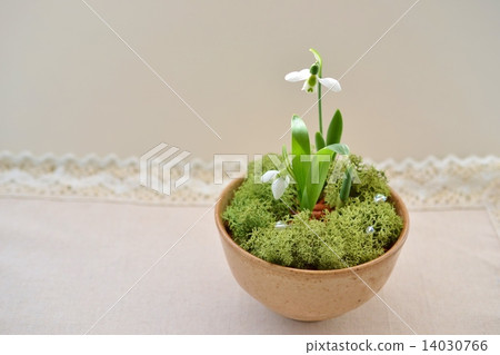 Snow Drop Snow Drop 14030766
