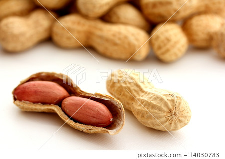 花生 花生 14030783