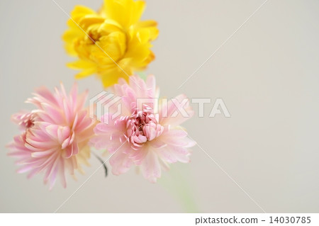 蠟菊乾燥花 14030785