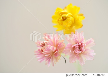 Dry flower of Helichrysum Dry flower of Helichrysum 14030786