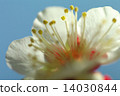 white plum blossom 14030844