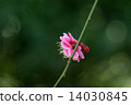Pink plum blossoms 14030845