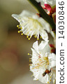 Two-wheel white plum blossoms 14030846