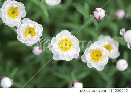 Rhodesian Anthemoides 14030945