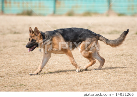 German Shepherd German Shepherd 14031266
