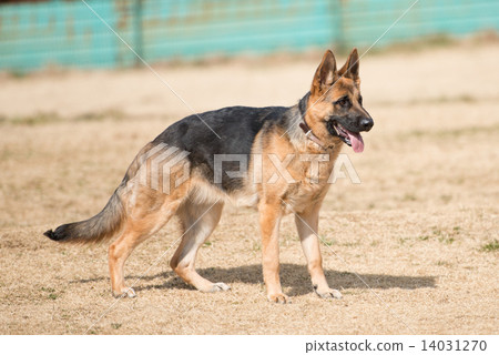 German Shepherd German Shepherd 14031270