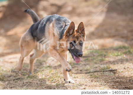 German Shepherd 14031272
