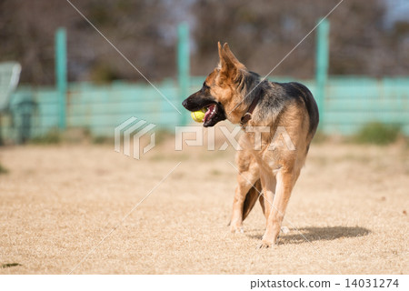 German Shepherd German Shepherd 14031274