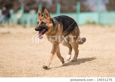 German Shepherd 14031276