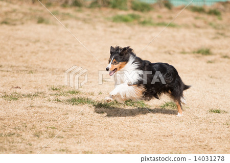 Shetland Sheepdog Shetland Sheepdog 14031278