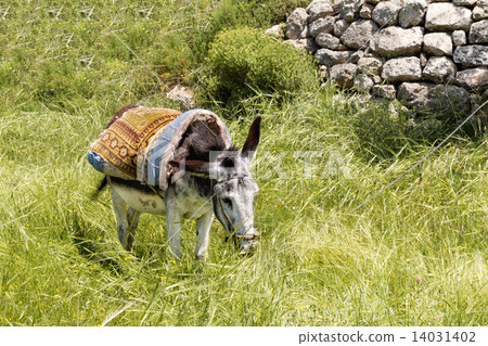 Donkey Donkey 14031402