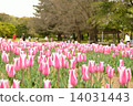 Expo tulips 14031443