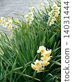 Daffodil of the Tenjin River 14031444
