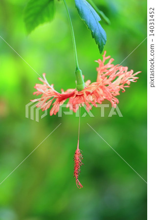 UNAKUSHI FUYOU 14031452