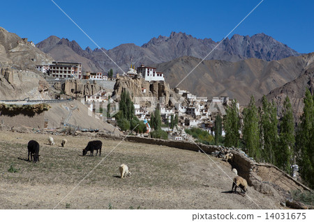 goat and Lamayuru monastery in Ladakh 14031675