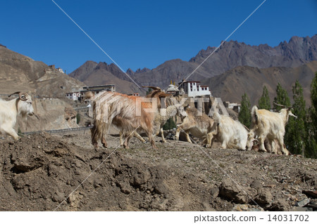 goat and Lamayuru monastery in Ladakh 14031702