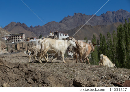 goat and Lamayuru monastery in Ladakh 14031827