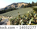 Tea garden in Kakegawa city, Shizuoka prefecture (winter) 14032277