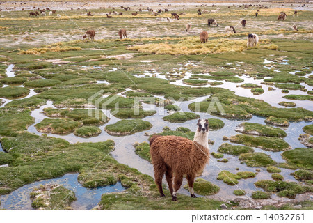 Llamas in the mountains near Paso de Jama, Argentina-Chile Llamas in the mountains near Paso de Jama, Argentina-Chile 14032761
