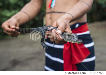 Indian man and his pet - cayman, Ecuador 14032768
