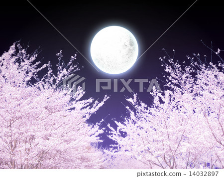 Row of cherry trees 14032897