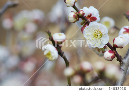 李子背景圖像白色樹蔭 14032918