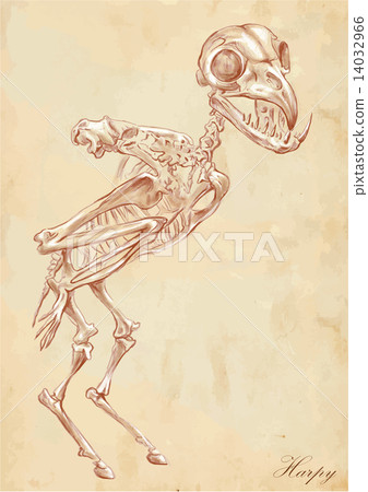 An hand drawn vector - Harpy An hand drawn vector - Harpy 14032966