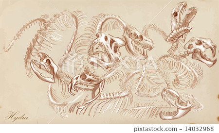 An hand drawn vector - Hydra 14032968