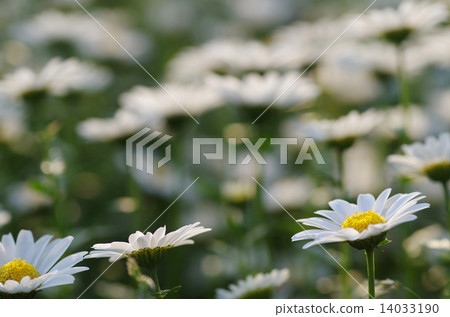 Many daisies flowers 14033190