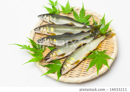 Fresh natural sweetfish 14033211