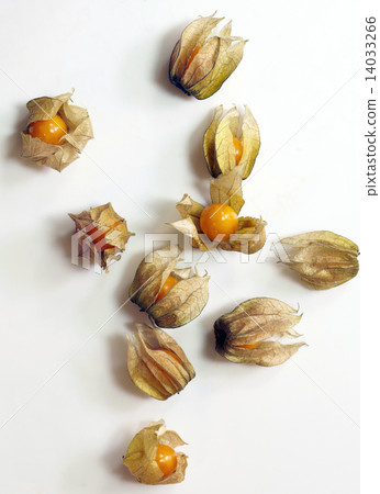 Cape Gooseberry,top view 14033266