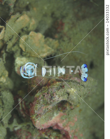 Odori Kakureebi 14033332