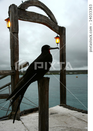 Frigate bird, Ecuador, Galapagos, Santa Cruz, Puerto Ayora Frigate bird, Ecuador, Galapagos, Santa Cruz, Puerto Ayora 14033363
