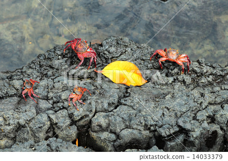 Sally Lightfoot Crab ore Red cliff crab from Galapagos Islands, Sally Lightfoot Crab ore Red cliff crab from Galapagos Islands, 14033379