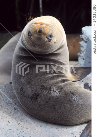 Sea lion resting under the sun, Puerto Baquerizo Moreno, Galapag Sea lion resting under the sun, Puerto Baquerizo Moreno, Galapag 14033380