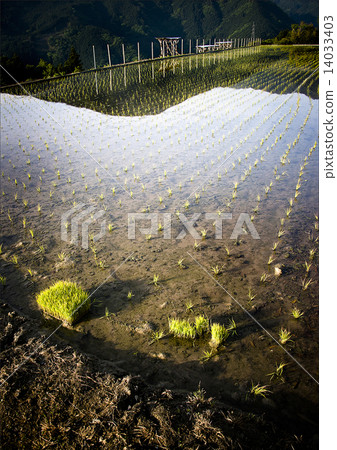 Paddy landscape just after rice planting Paddy landscape just after rice planting 14033403