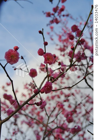 這香味!春天來了! 這香味!春天來了! 14033476