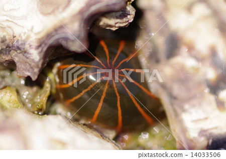 White-tailed sea anemone 14033506
