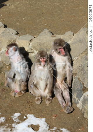 Three monkeys 14033671